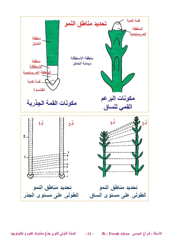 ملخص درس مناطق النمو عند النبات. TP ✅ درس مناطق النمو عند النبات. المادة: العلوم الطبيعية أولى ثانوي جذع مشترك علوم وتكنولوجيا. #التعليم_الثانوي