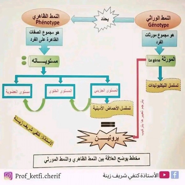 نص علمي حول العلاقة بين النمط الظاهري والنمط المورثي 2 ثانوي علوم تجريبية