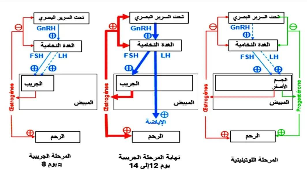 مخطط المراقبة الرجعية السالبة والموجبة